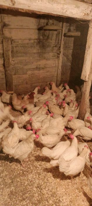 Куры ленгорн достака