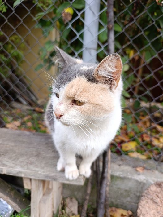 Подарява се коте