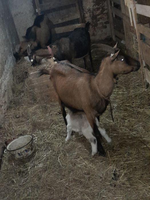 Capre la prima fătare cu iezi