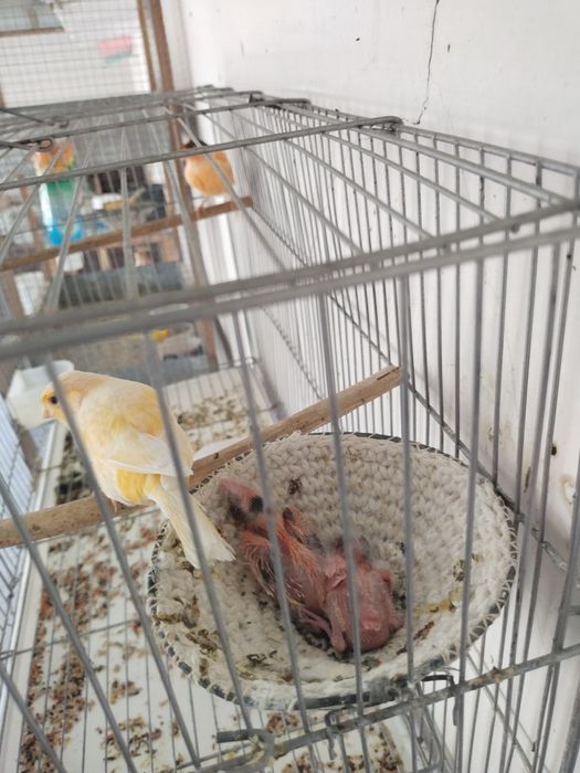 Kanareka bor eng zoʻrlari bizada