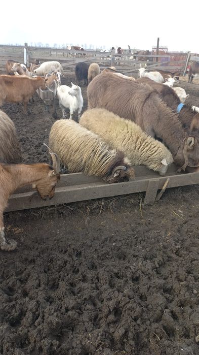 Vând măgar și măgăriță