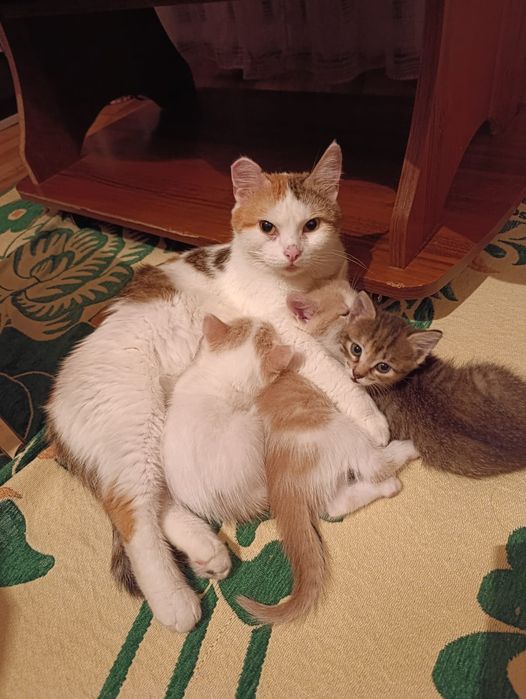 Отдам котят в добрые руки