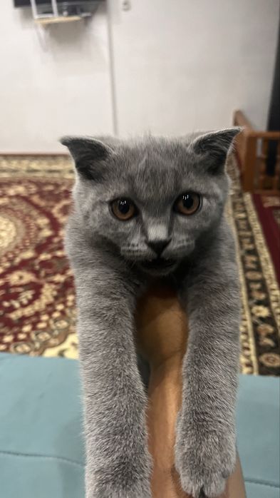 mushuk zotli hamma narsasi bor