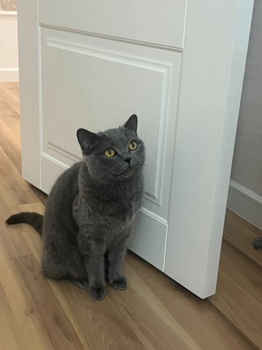 Кошка Британка в хорошие руки