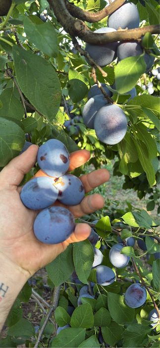 Prune de la Braila din livada proprie !!!