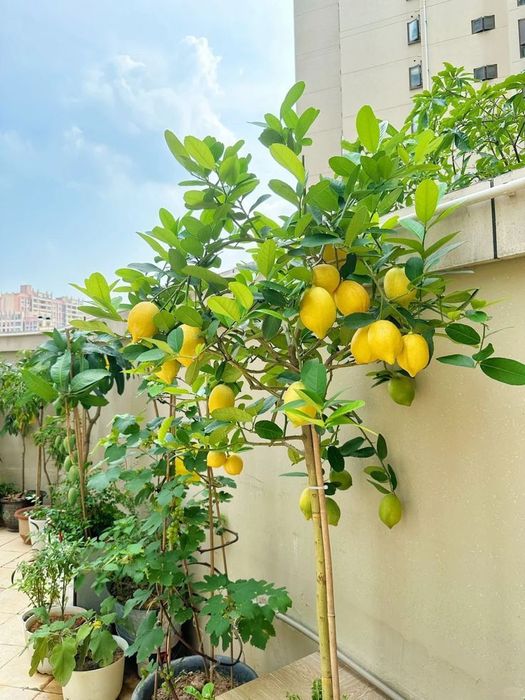 Pomi fructiferi exotici lămâi ezistent la ger