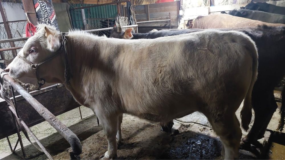 Срочно продается бычок