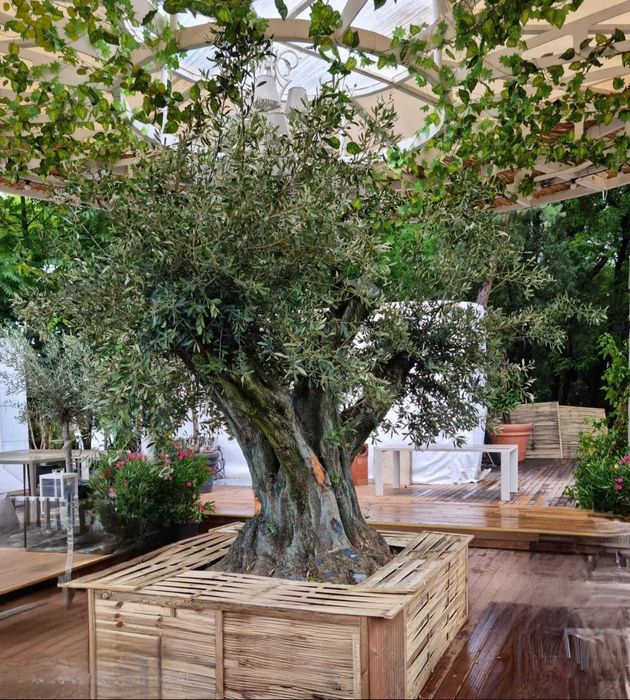 Maslini seculari bonsai si free style rezistenti la frig