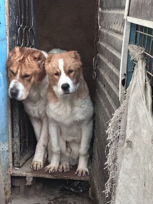 Продам щенка Алабай