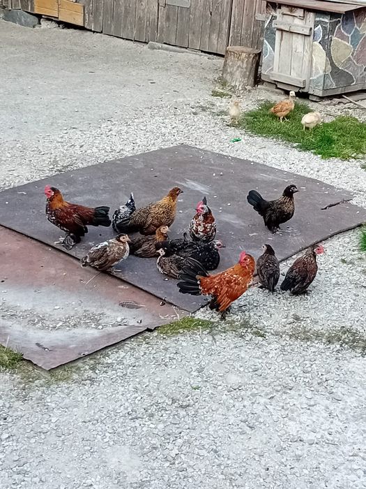 Pui de găină liliputi