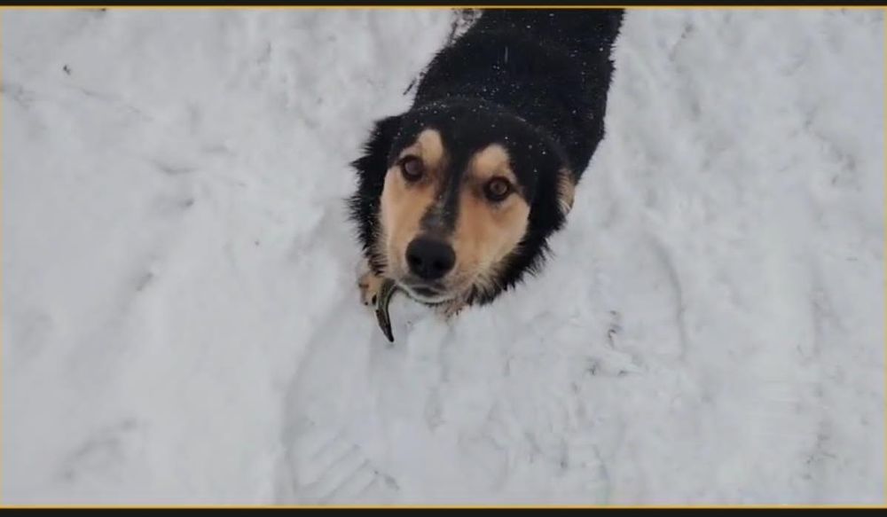 Двум собакам ищем дом