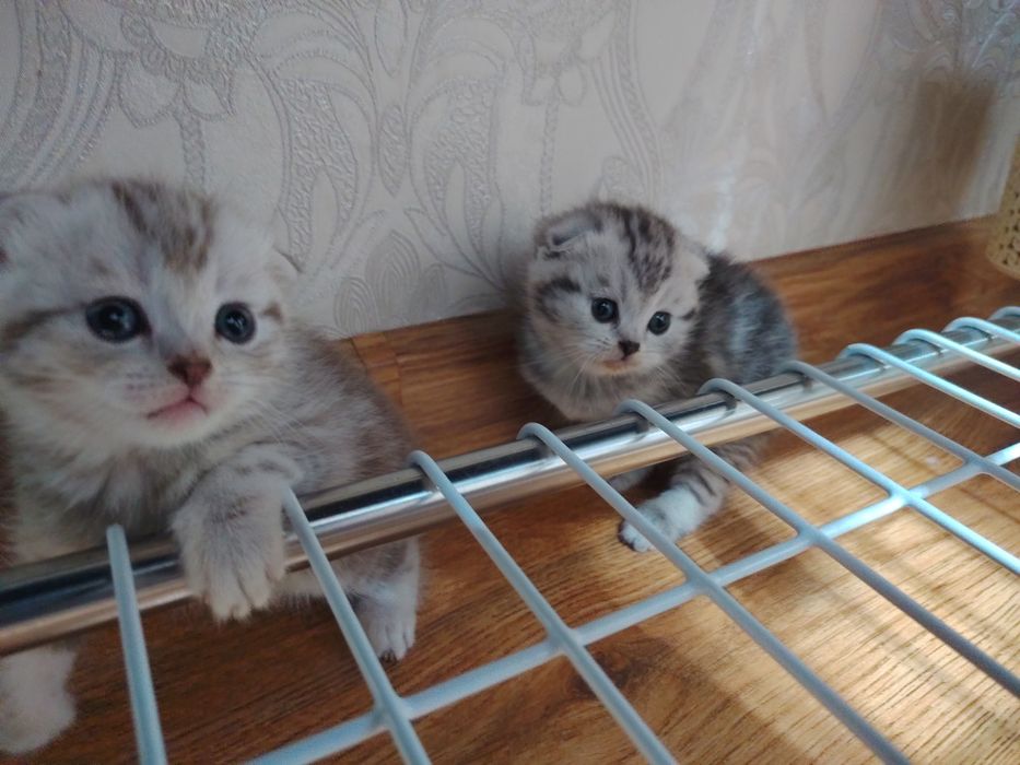 Продам милые котята