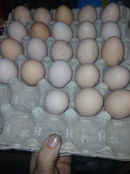 Oua de incubat susex si australop