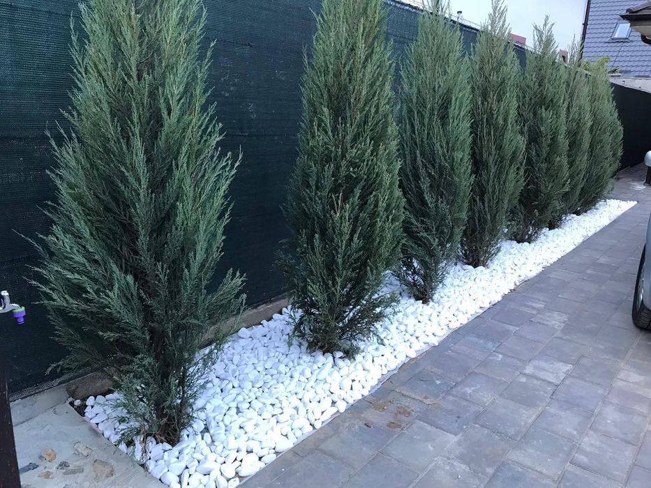 Cupressus leylandii 
Livram în toată țara gratuita 
 Oferta Pret
1.80