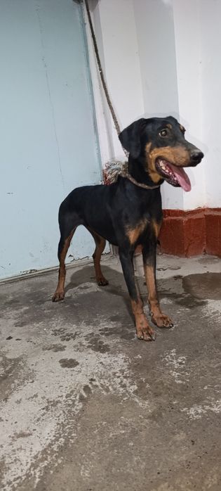 Doberman qiz 6 oylik Tozza qon