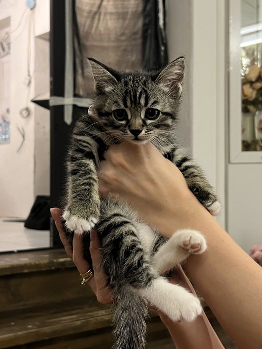 Котята в хорошие руки 2 мес