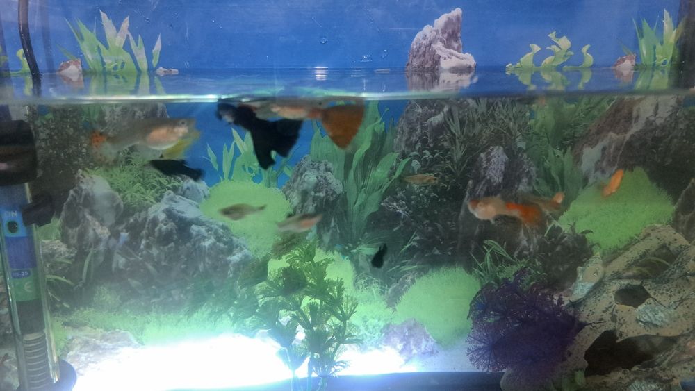 Продам аквариум с рыбками
