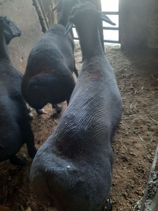 24.7 Qassob xizmati buxoroda boqilgan.