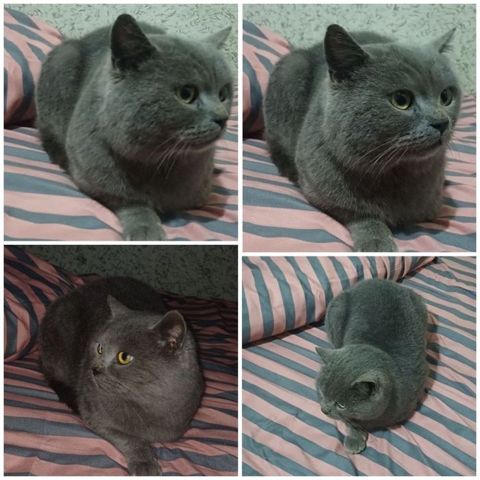 Mushuk,skotish strait