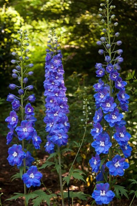 Дильфиниум,  многолетний.