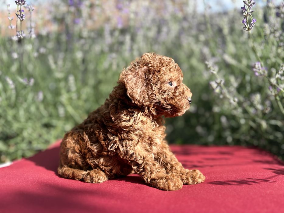 Pui de pudel/poodle/caniche