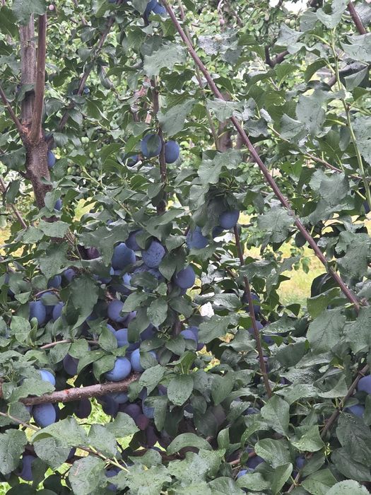 Prune de masă de vânzare EN-GROS