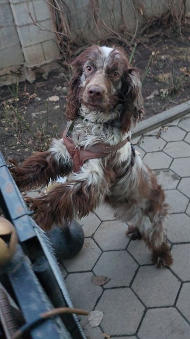 Пропала собака "Лаффи" русский спаниель / английский спаниель спрингер
