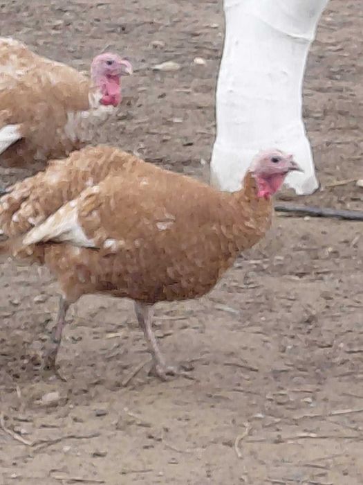 Продавам оплодени яйца от пуйки