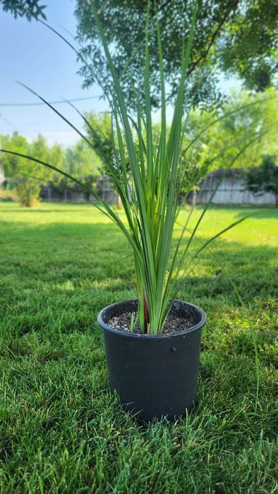 Crap koi carasi colorați pești iaz pești ornamentali