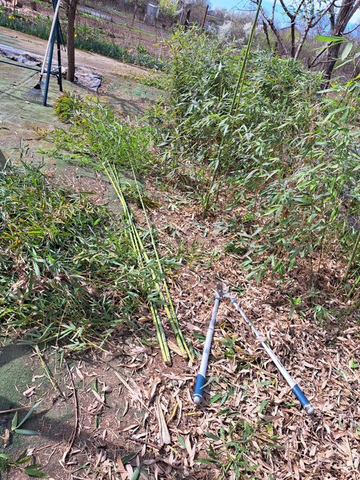 Bețe de bambus  natural de 3m,4m, 5 m