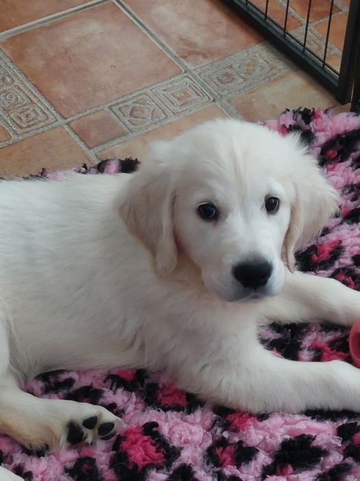 Vand catelus de golden retriever