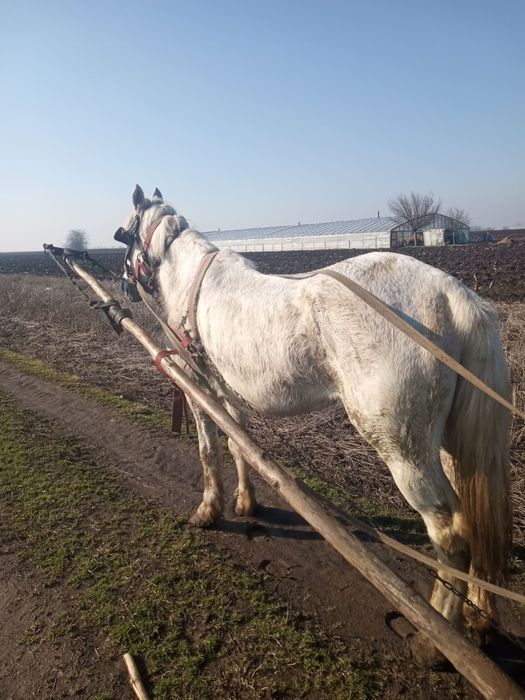 cal castrat de vanzare