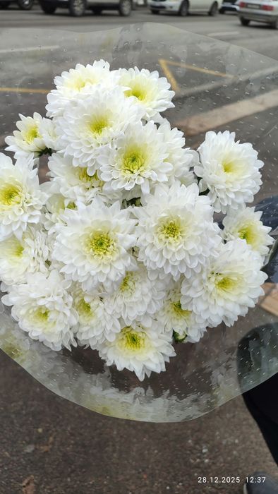 Хрезантемы 5000 тг