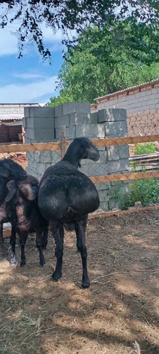 2 жасар кошкар сатылады