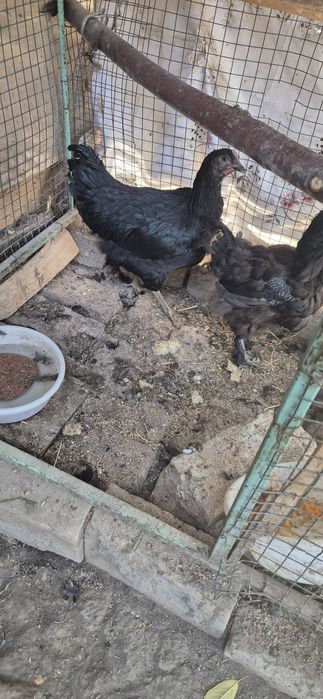 Tovuqlar sotiladi damashniy