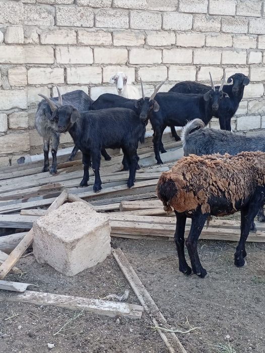 Қой ешкі сатылады