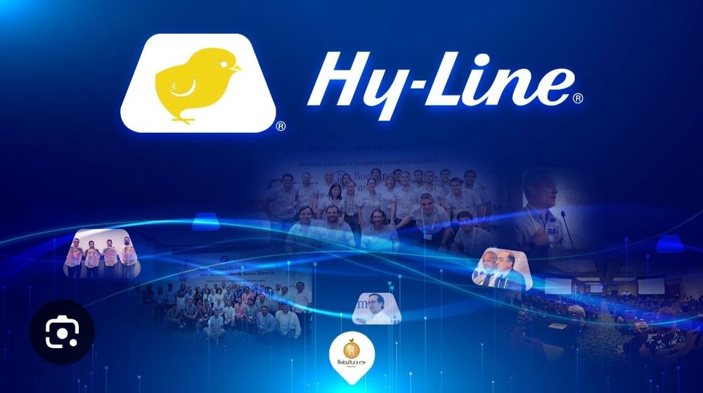 Хаммаси 100 % товук чикади.  Хай-лайн жужалари Jojalar