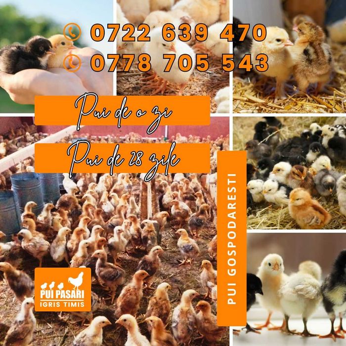 Pui de Vânzare și Servicii de Incubație Martie 2026