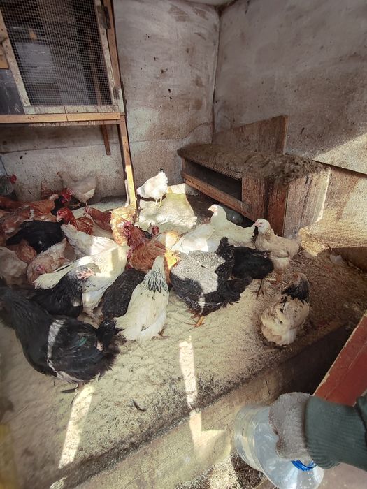 Продам домашних курей