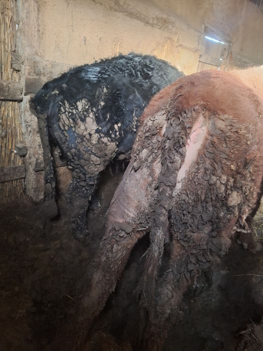 Бордақыда тұрған бұқалар сатылады