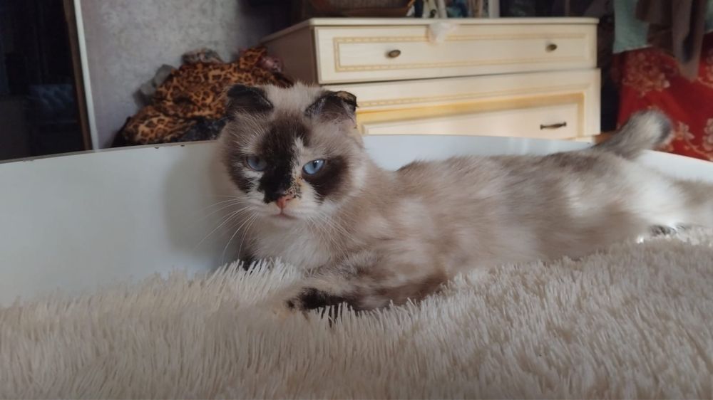 Ищу кота для связки