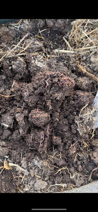 Биогумус, удобрение