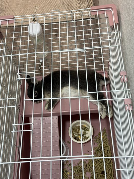 Нидерландский декоротивный кролик