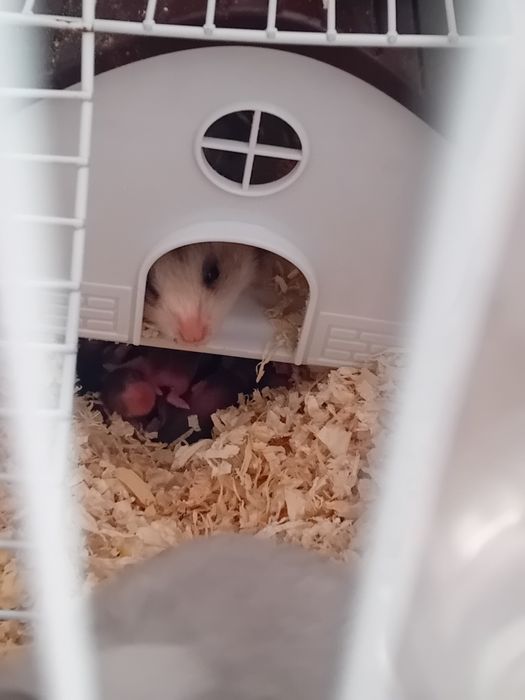 Бебета хамстери.