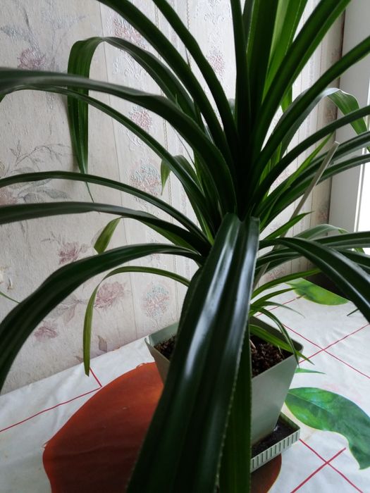 Срочно продам комн цветок " Пандаус"