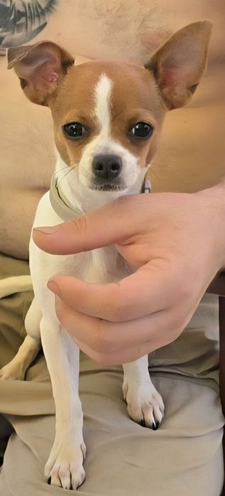 „ Chixuaxua “  sotiladi