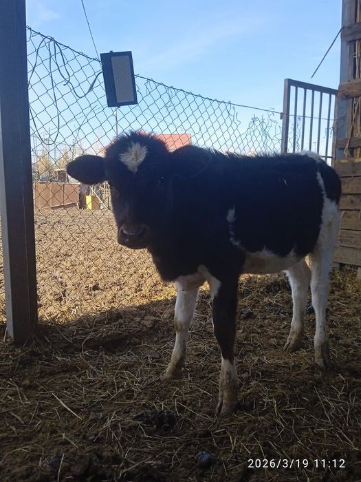 Телёнок алатауски