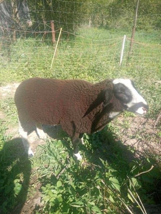 Berbec Friza germană, în vârstă de 3,5 luni.