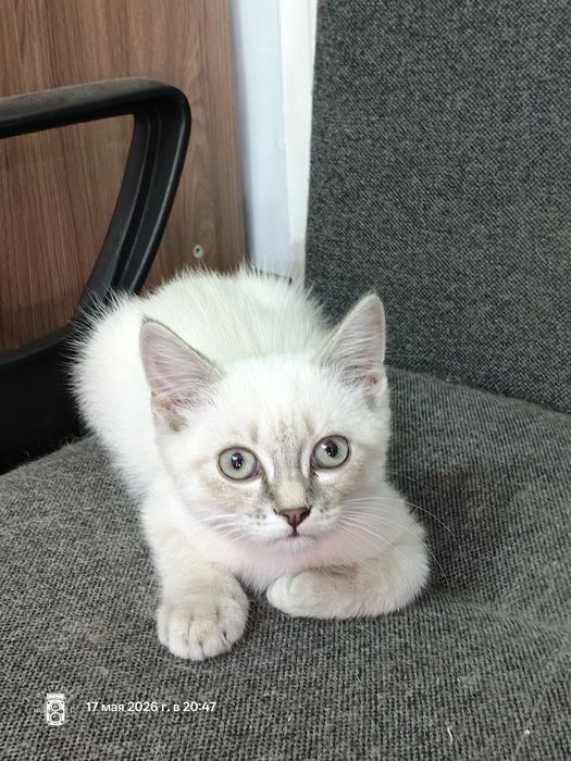 Котик ищет себе дом и добрых людей
