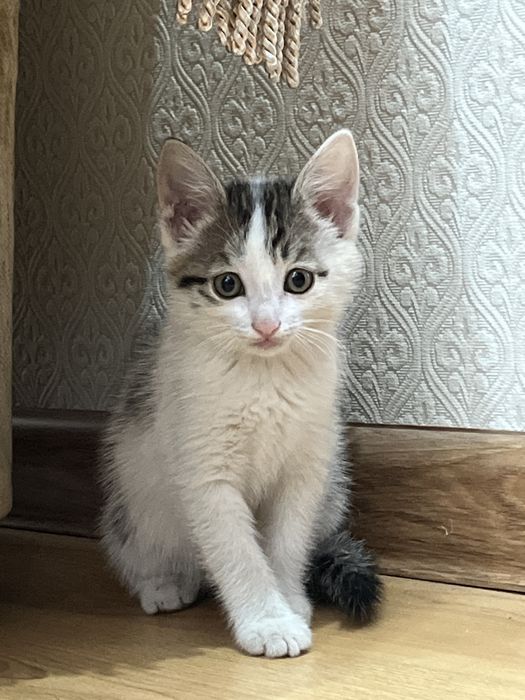 Котята , марғаулар